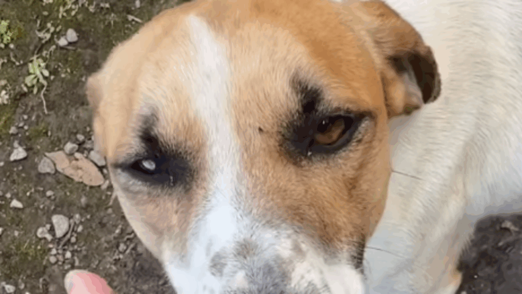 “O treino era solitário até que o milagre de quatro patas surgiu”: Entenda como cão adotou o humano após oração