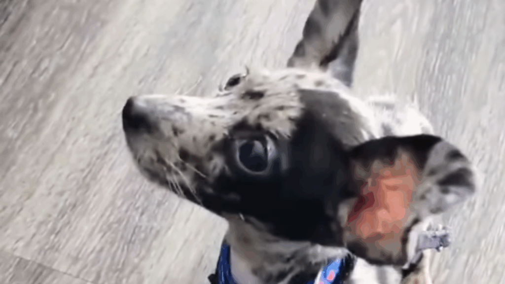 Entenda o que torna o cruzamento entre Dachshund e Chihuahua tão único para os tutores