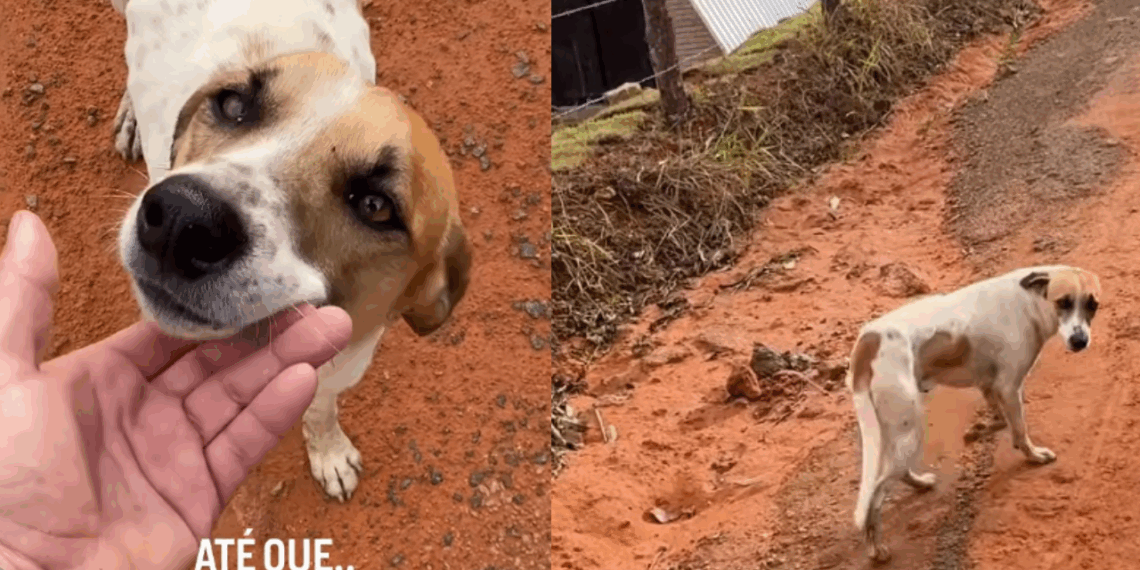 “O treino era solitário até que o milagre de quatro patas surgiu”: Entenda como cão adotou o humano após oração