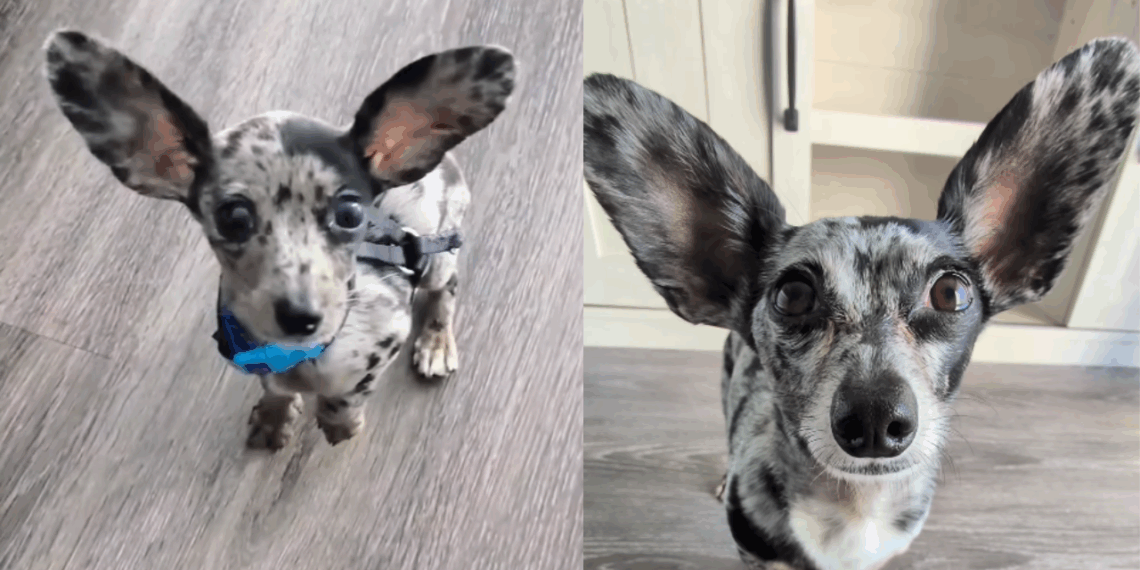 Entenda o que torna o cruzamento entre Dachshund e Chihuahua tão único para os tutores