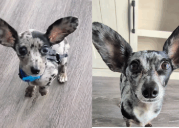 Entenda o que torna o cruzamento entre Dachshund e Chihuahua tão único para os tutores