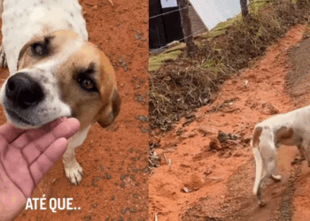 “O treino era solitário até que o milagre de quatro patas surgiu”: Entenda como cão adotou o humano após oração