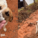 “O treino era solitário até que o milagre de quatro patas surgiu”: Entenda como cão adotou o humano após oração