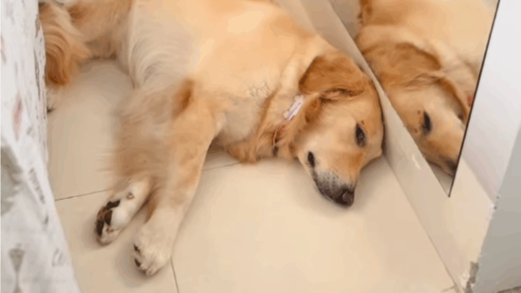 “O brilho sumiu dos olhos dela quando ele partiu”: Como identificar os sinais de luto em cães após a perda de um amigo