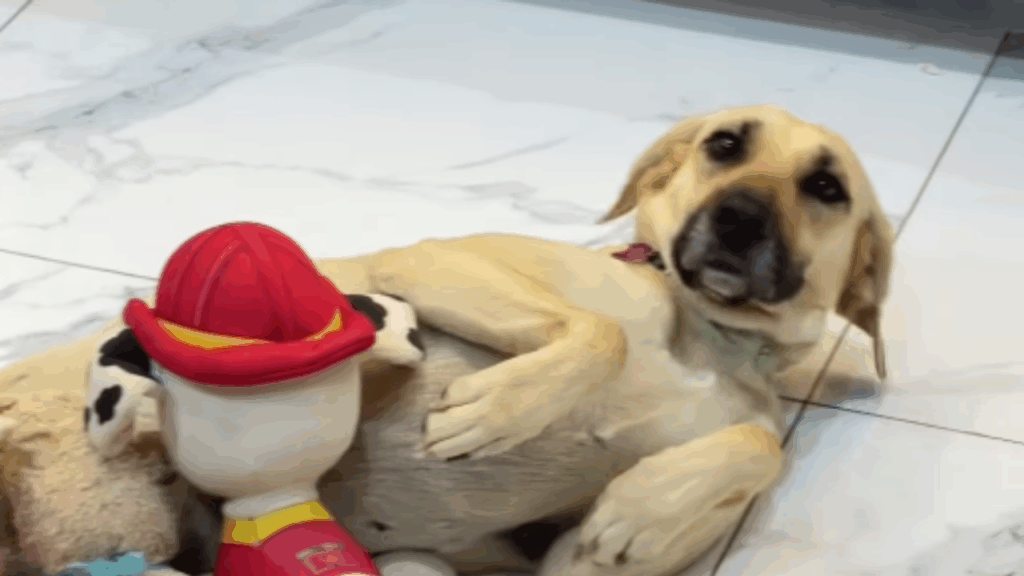 “Ela aceitou o destino pleníssima”: cachorrinha castrada virou mãe de brinquedos com ideia de menino