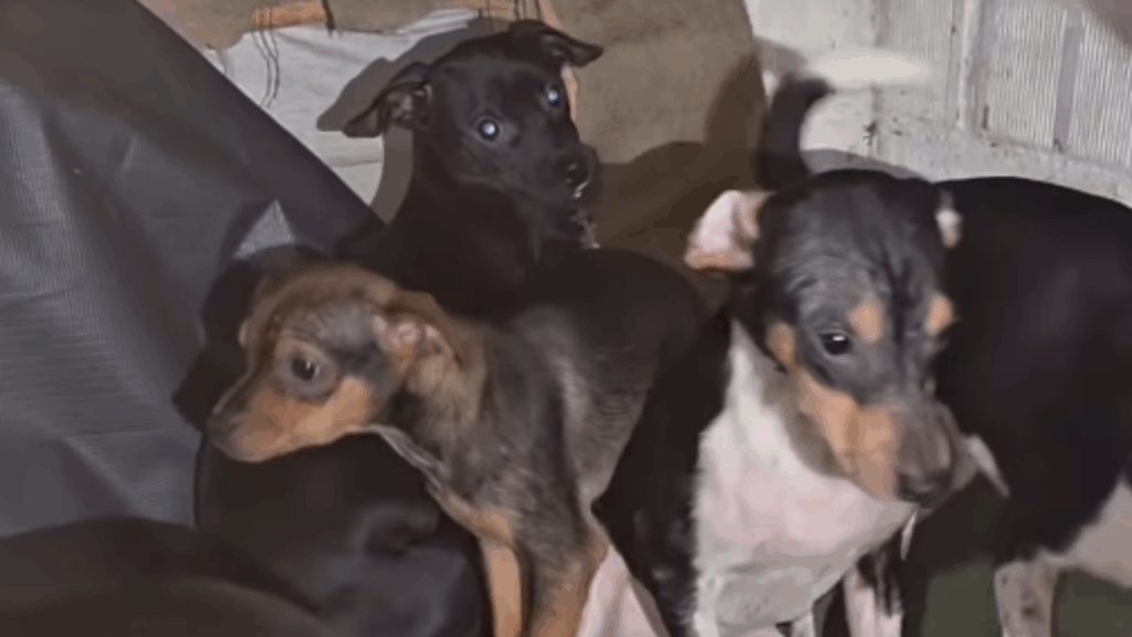 Aos 82 anos, idosa com 20 filhotes resgatados ganha novo lar para os pets e faz uma única exigência
