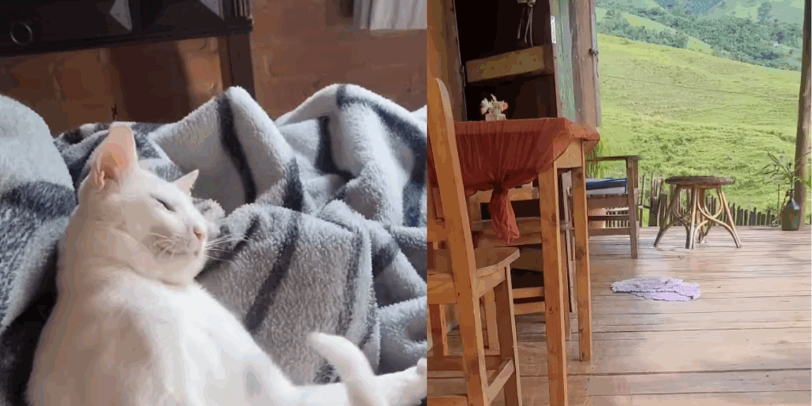 "Puxei as cobertas e dei de cara com ele": Casal aluga chalé nas montanhas e acorda com hóspede folgado na cama