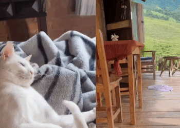 "Puxei as cobertas e dei de cara com ele": Casal aluga chalé nas montanhas e acorda com hóspede folgado na cama