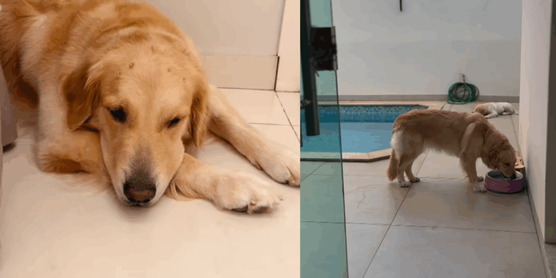 “O brilho sumiu dos olhos dela quando ele partiu”: Como identificar os sinais de luto em cães após a perda de um amigo