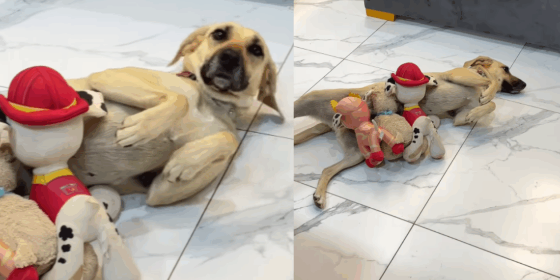 “Ela aceitou o destino pleníssima”: cachorrinha castrada virou mãe de brinquedos com ideia de menino