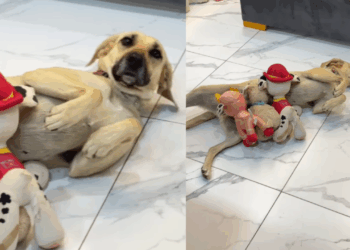 “Ela aceitou o destino pleníssima”: cachorrinha castrada virou mãe de brinquedos com ideia de menino