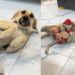 “Ela aceitou o destino pleníssima”: cachorrinha castrada virou mãe de brinquedos com ideia de menino