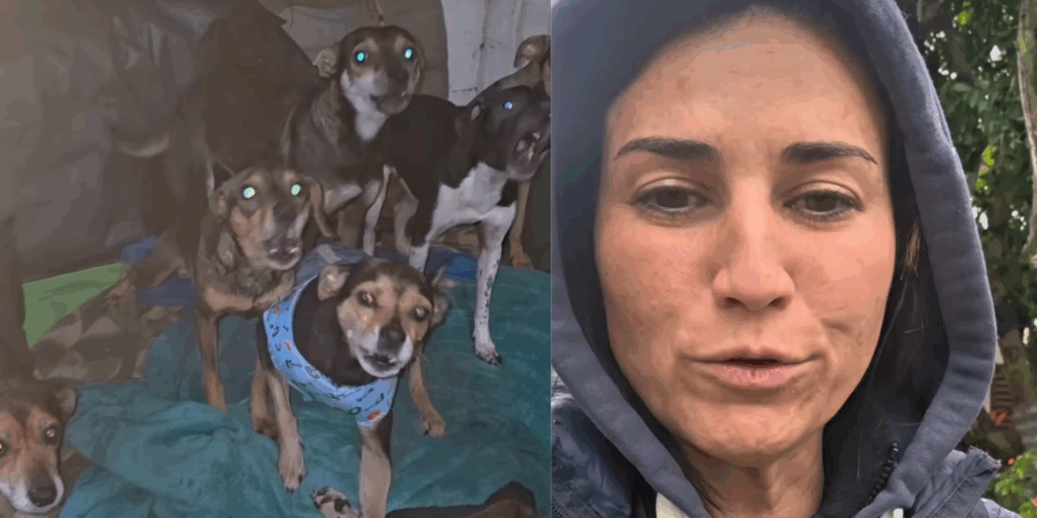 Aos 82 anos, idosa com 20 filhotes resgatados ganha novo lar para os pets e faz uma única exigência
