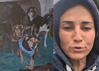 Aos 82 anos, idosa com 20 filhotes resgatados ganha novo lar para os pets e faz uma única exigência