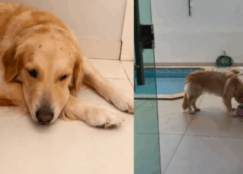 “O brilho sumiu dos olhos dela quando ele partiu”: Como identificar os sinais de luto em cães após a perda de um amigo
