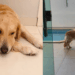 “O brilho sumiu dos olhos dela quando ele partiu”: Como identificar os sinais de luto em cães após a perda de um amigo