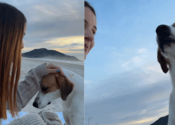 “Nunca estou sozinha”: Jovem pede um sinal após oração e cão surge na praia para confortá-la