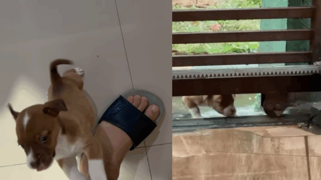“Eu não vou sair daqui até você abrir esse portão”: Como uma filhotinha usou o charme para obrigar à adoção na chuva