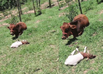 'Mãe é quem cria': ovelha adotada por minivaca acredita ser bezerra e emociona web