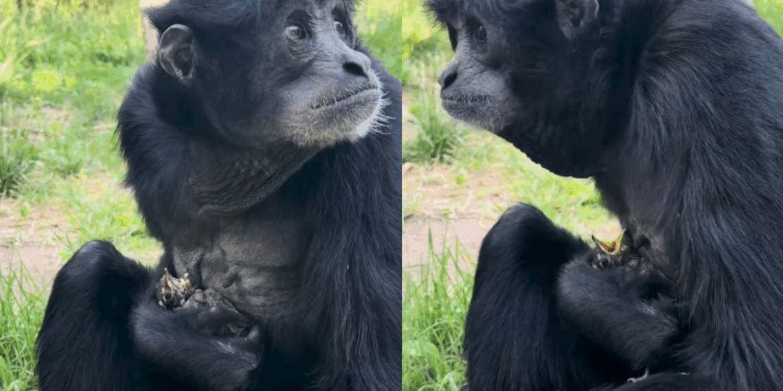 Conheça Eve, a siamang fêmea que cuidou de um filhote de pássaro em zoológico