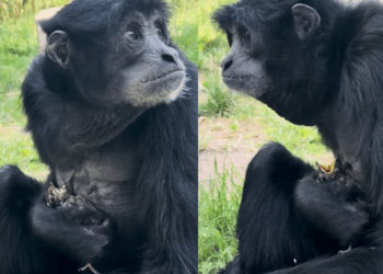 Conheça Eve, a siamang fêmea que cuidou de um filhote de pássaro em zoológico