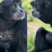 Conheça Eve, a siamang fêmea que cuidou de um filhote de pássaro em zoológico