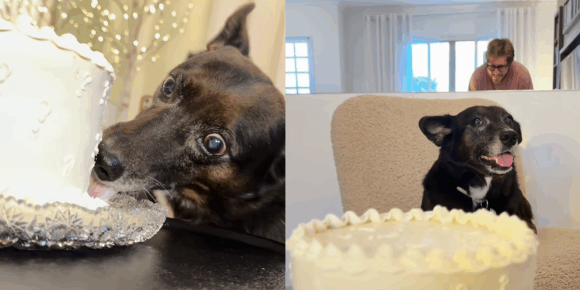 Chá revelação inusitado: Cão lambe chantilly por 13 minutos e trava revelação do sexo do bebê