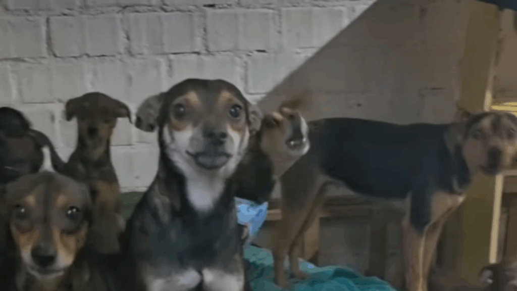 "Única exigência": Idosa de 90 anos que cuidava de 20 cães sozinha recebe ajuda e pede para ficar apenas com duas cadelas