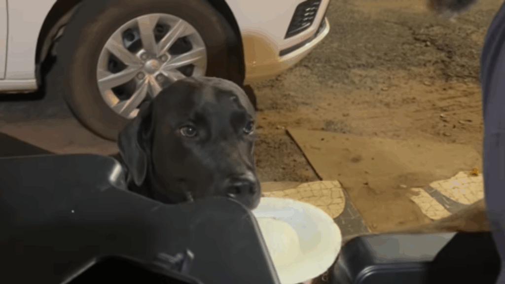"Parecia um cliente esperando atendimento": Cachorrinho passa de mesa em mesa com prato na boca e viraliza