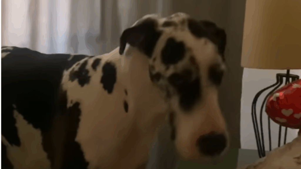 A história mais emocionante de um Dogue Alemão para compreender a dor da perda animal