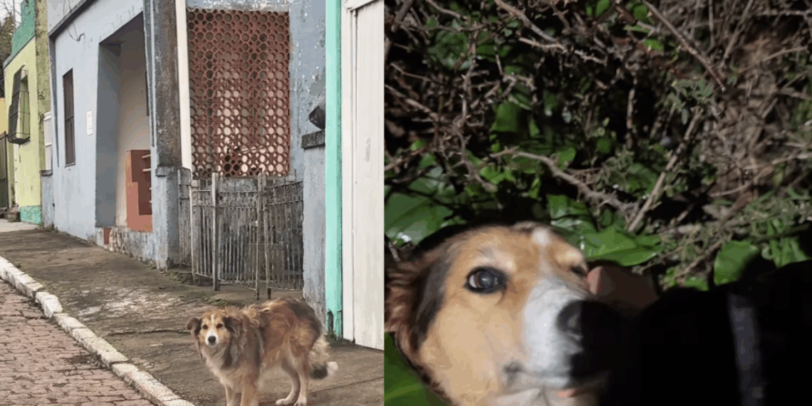 A emocionante história da cachorrinha resgatada do lixo em Uberaba que comoveu as redes