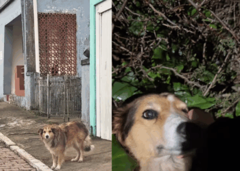 A emocionante história da cachorrinha resgatada do lixo em Uberaba que comoveu as redes