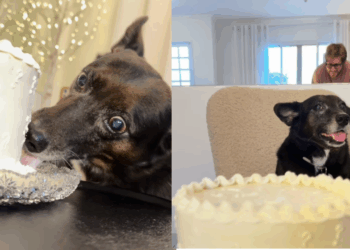 Chá revelação inusitado: Cão lambe chantilly por 13 minutos e trava revelação do sexo do bebê