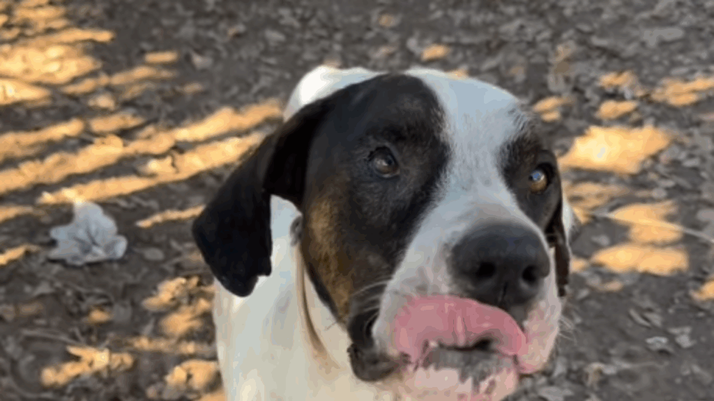 Cão usa fantasia de palhaço para tentar ser adotado e comove a internet