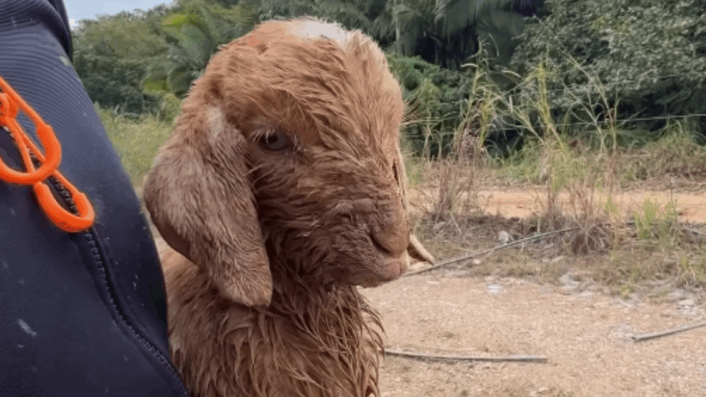 'O que eu faço contigo, cara?': ciclista ouve choro em vala de pedreira e salva cabritinho em SC