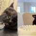 Chá revelação inusitado: Cão lambe chantilly por 13 minutos e trava revelação do sexo do bebê