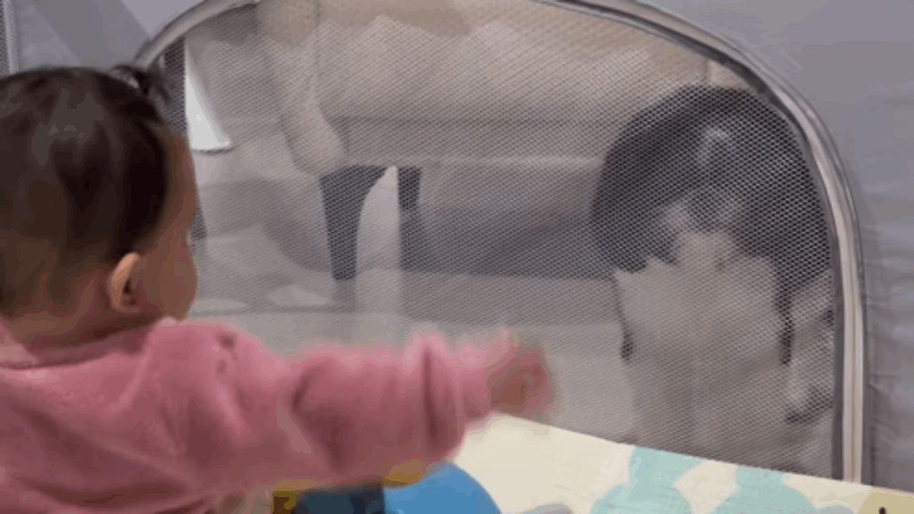 “Mãozinha chamando”: cão descobre como abrir zíper de cercadinho e ganha sorriso de bebê