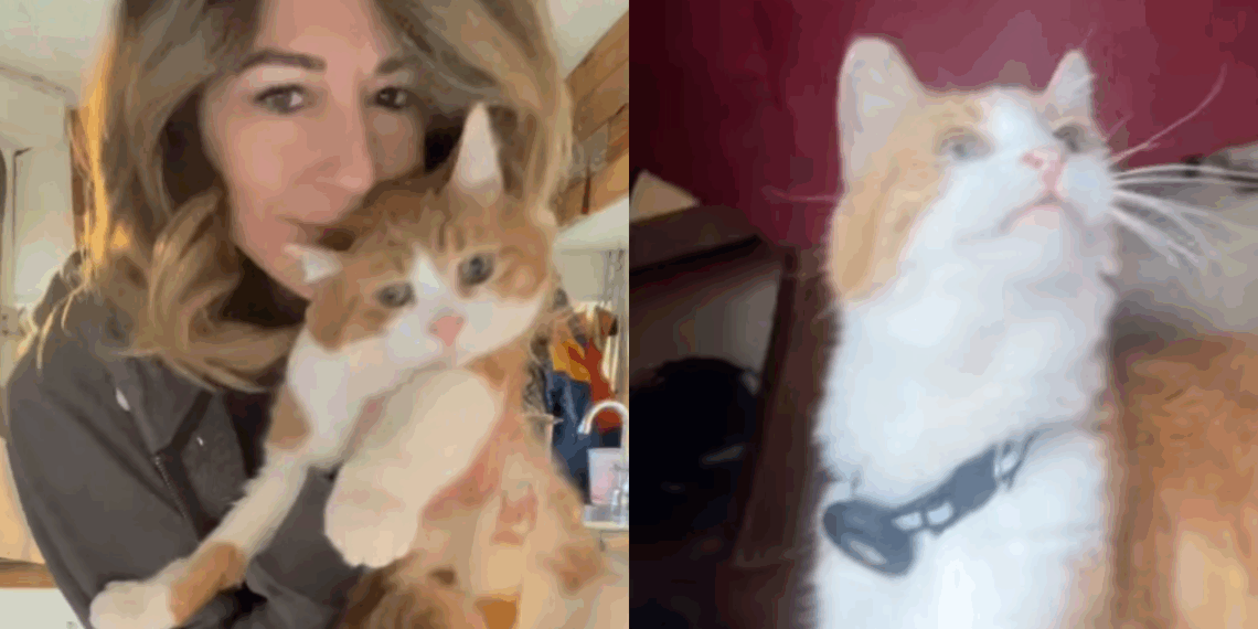 "Ele foi parar de avião em outro estado": Gato diabético foge de casa, entra em festa de despedida de solteira e vira caso de polícia