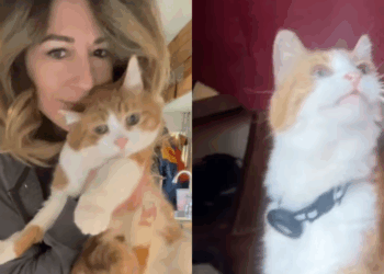 "Ele foi parar de avião em outro estado": Gato diabético foge de casa, entra em festa de despedida de solteira e vira caso de polícia