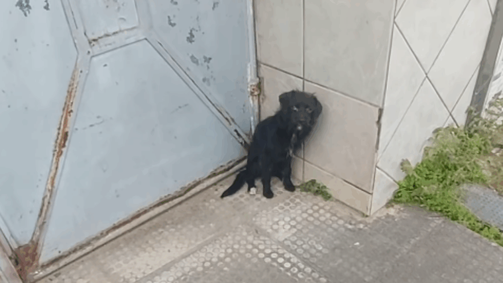 A saga de superação da cachorrinha chutada de ônibus que correu 18 km e mobilizou a web