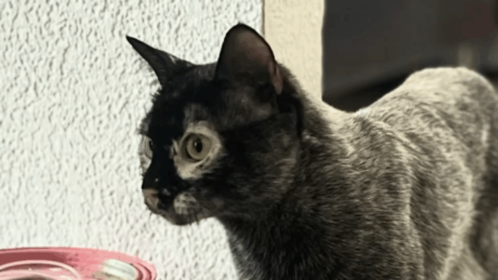 Ela adotou o gato preto dos sonhos, mas uma condição rara mudou completamente a cor dele