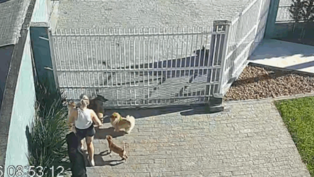 “Foi um caótico pega e devolve”: cães arrancam portão e transformam saída tranquila em fuga coletiva em SC