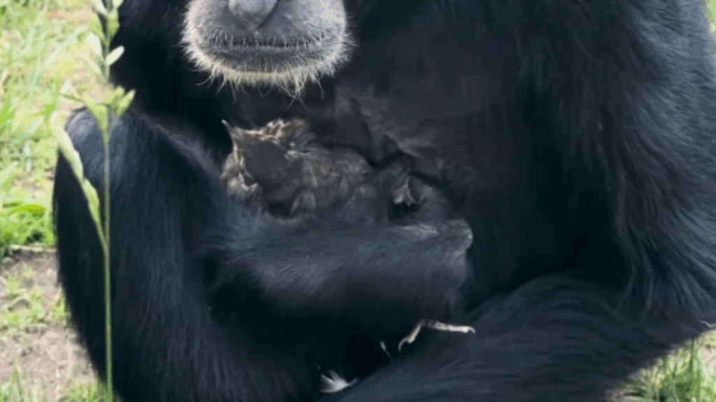 Conheça Eve, a siamang fêmea que cuidou de um filhote de pássaro em zoológico