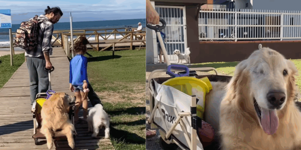 “Vamos viajar?”: Família surpreende cão com diagnóstico difícil e emociona a internet