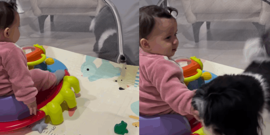 “Mãozinha chamando”: cão descobre como abrir zíper de cercadinho e ganha sorriso de bebê