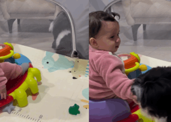 “Mãozinha chamando”: cão descobre como abrir zíper de cercadinho e ganha sorriso de bebê