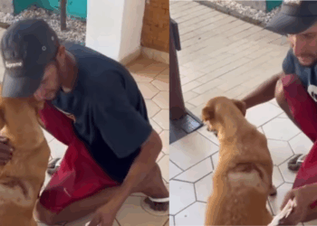 Homem aguarda na porta de clínica enquanto cadela é tratada após ataque brutal