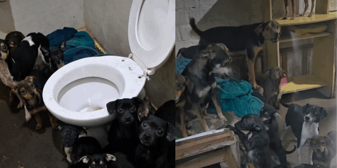 "Única exigência": Idosa de 90 anos que cuidava de 20 cães sozinha recebe ajuda e pede para ficar apenas com duas cadelas