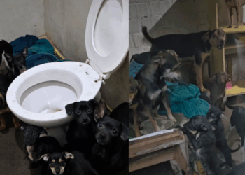 "Única exigência": Idosa de 90 anos que cuidava de 20 cães sozinha recebe ajuda e pede para ficar apenas com duas cadelas