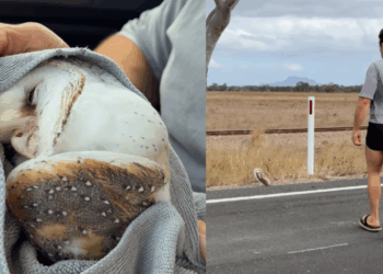 "É nossa responsabilidade ajudar": Rapaz vê coruja imóvel a 100 km/h e faz retorno para salvá-la